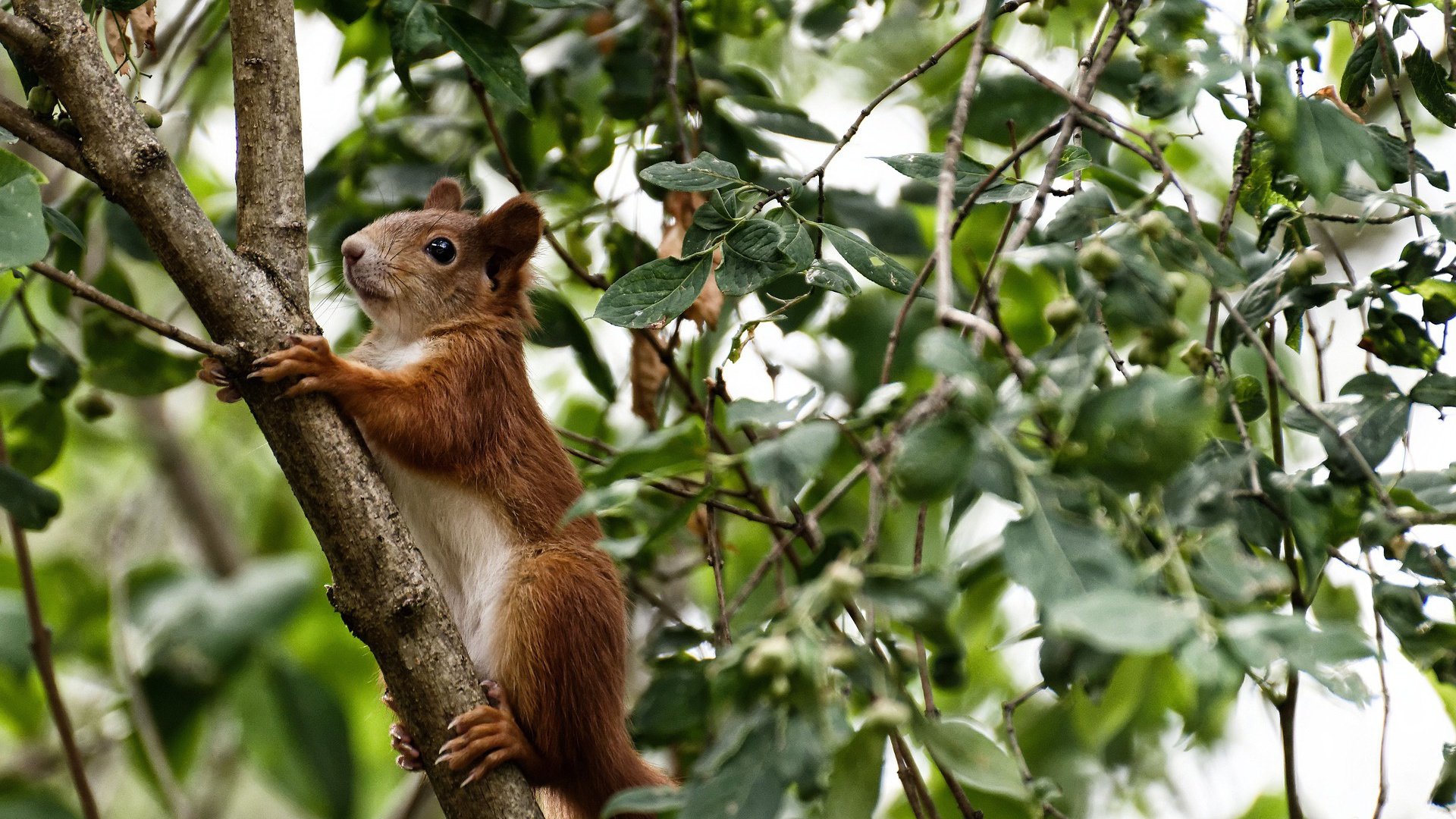 LEYU乐鱼体育官方网站-德甲防守协作效率与抢断次数的定量分析，德甲防守水平