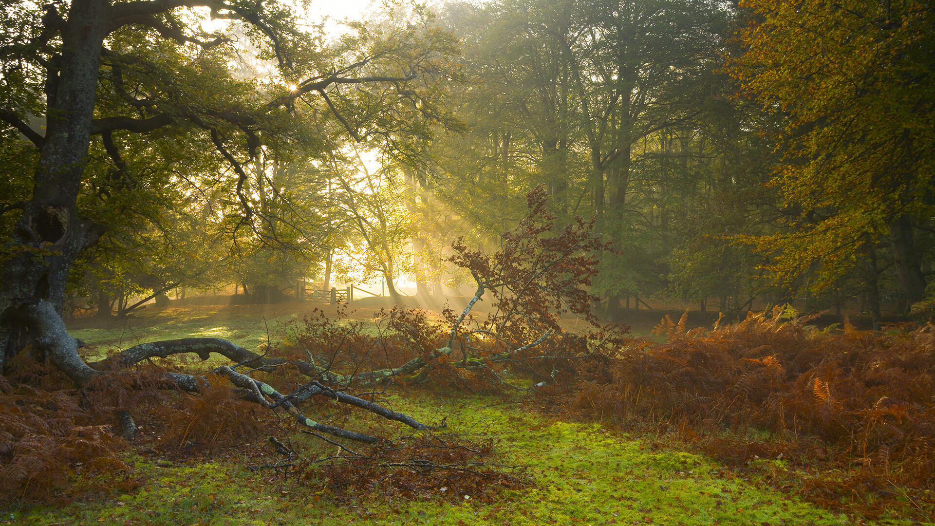 CBA球队重视球员伤病防护,cba球员伤情报告