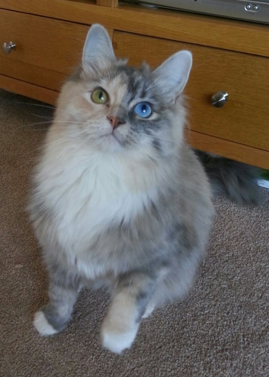 中国三人篮球女队加强防守反击连贯性,中国女子三人篮球球员