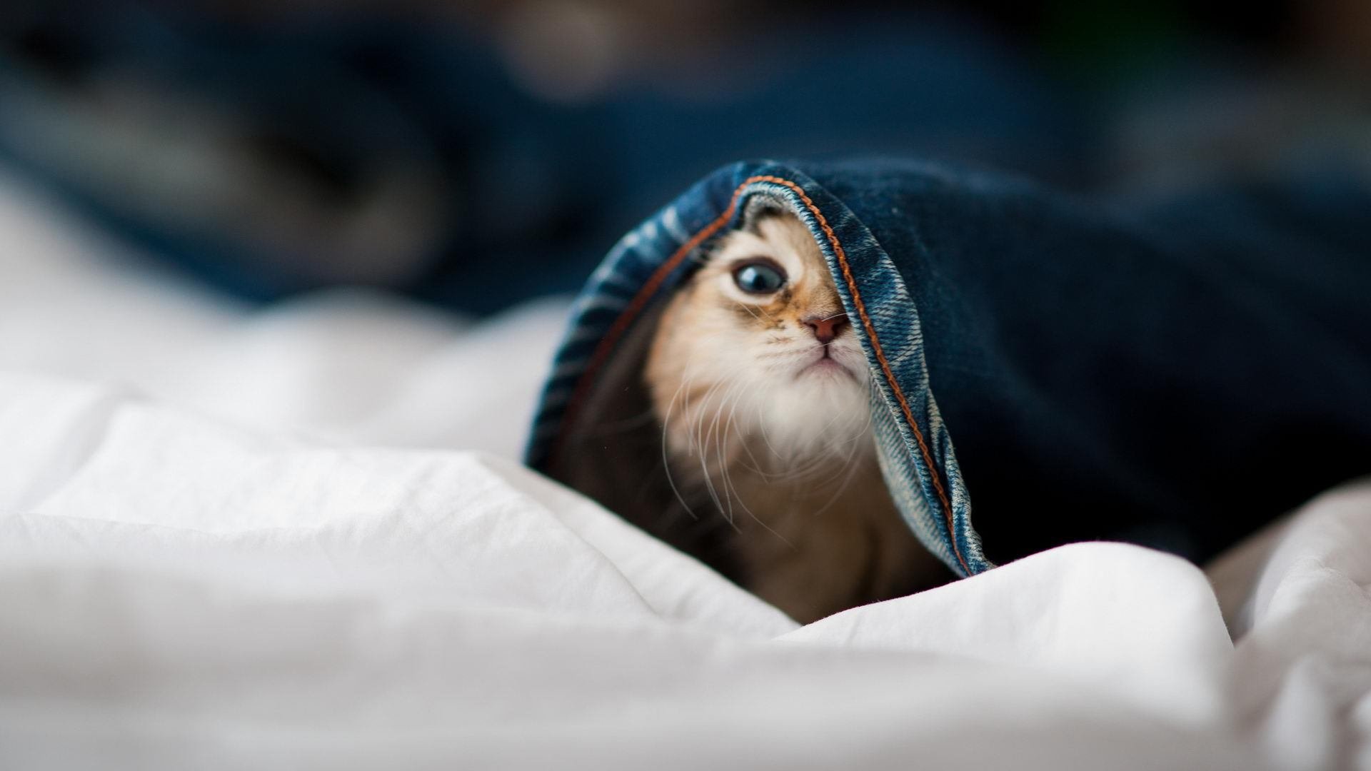 中国香港队未来如何迎接更多国际赛事挑战,提升赛场表现,香港队再添一枚金牌