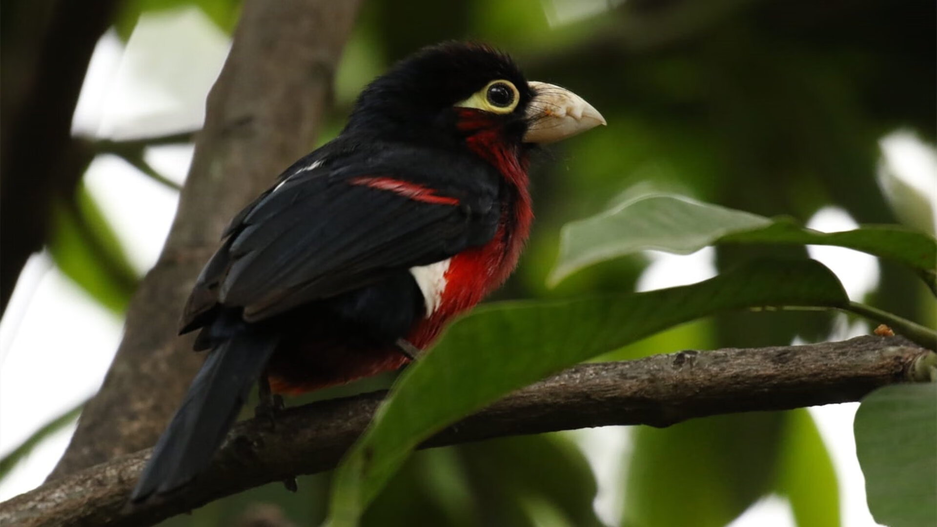 leyu乐鱼在线登录入口-中超联赛中国青年队爆冷 球迷分析原因，中超联赛中国青年队爆冷 球迷分析原因