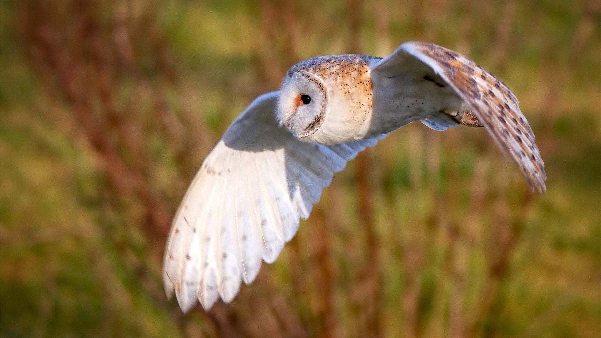 乐鱼体育平台官网-前锋是否需参与更多低位组织任务，前锋的活动范围