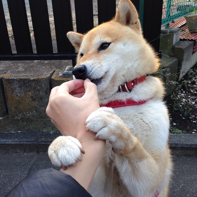 乐鱼电竞在线平台-国际乒联混合团体世界杯赛制解读：德国队能否夺冠？，乒乓球团体赛德国队