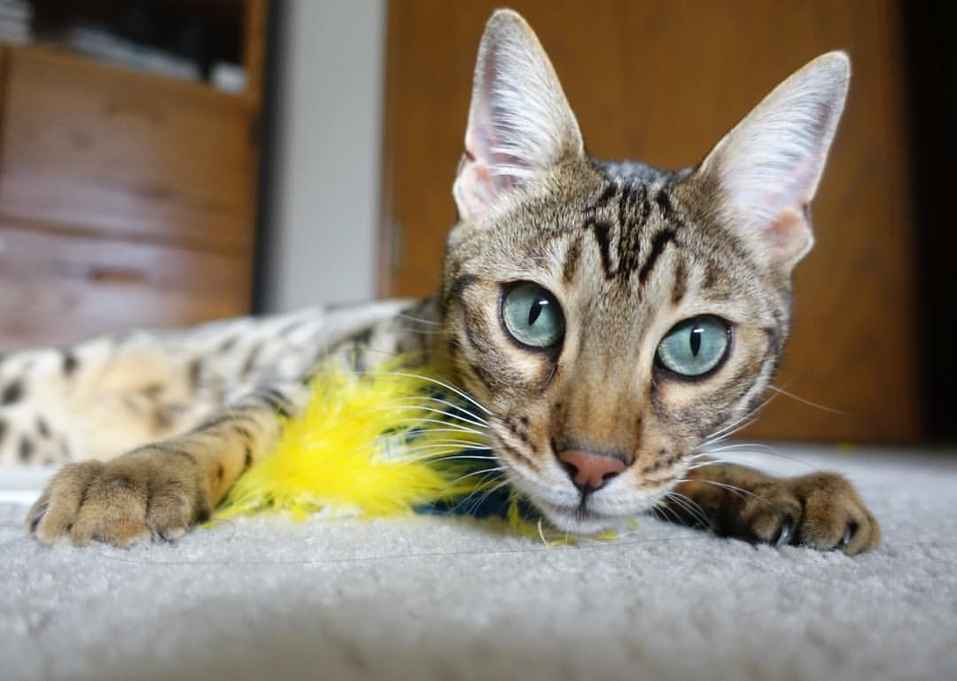 公牛主帅更换适应期工作稳步推进,公牛总经理谈选秀_ 会选择当时感觉最好的球员