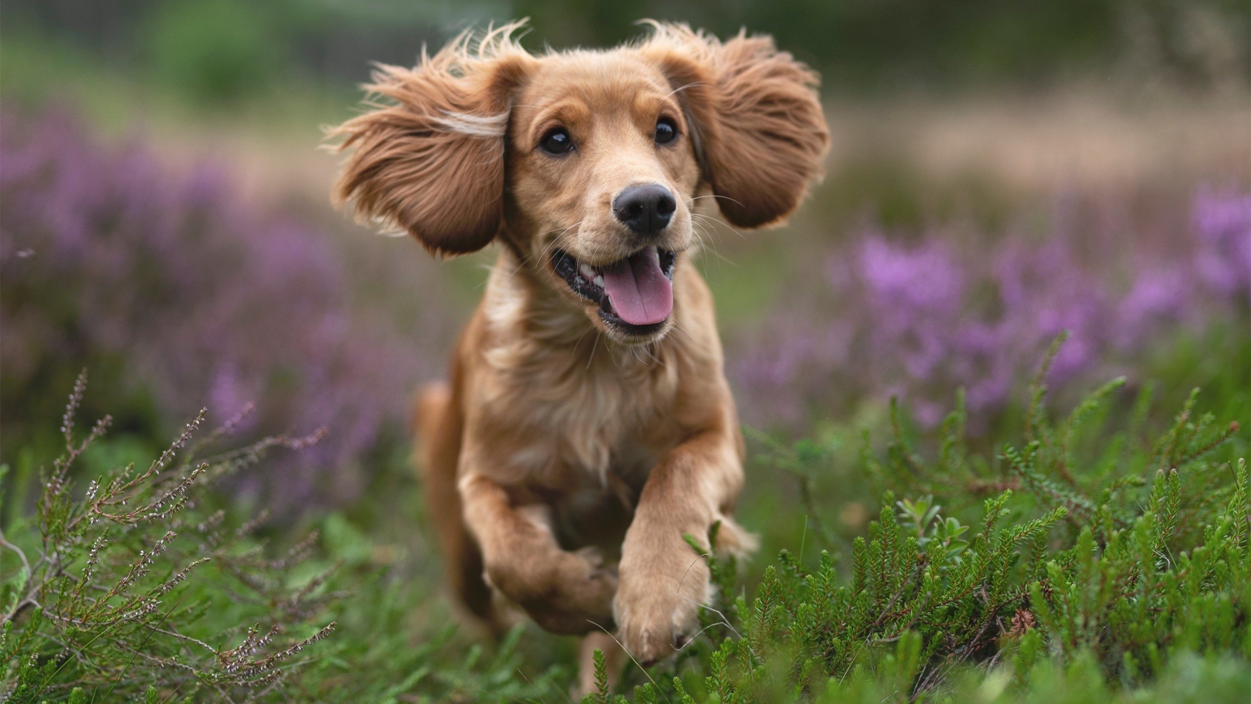 巴雷特:全黑队的关键决策者,他的脚法决定比赛走势,巴雷特 篮球
