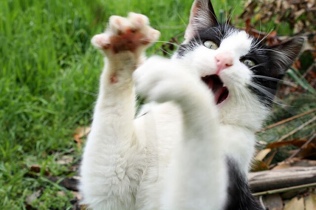 普费夫女子10米跳台决赛技术细腻赢关注