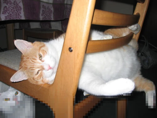 李娜女儿首次参加网球夏令营，李娜网球父母干什么工作