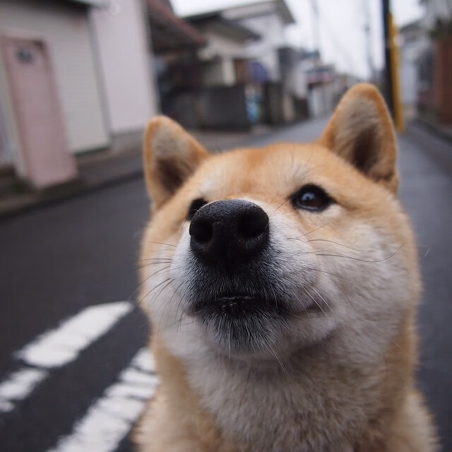 法甲青春风暴:新星崛起,未来可期!,法甲青训