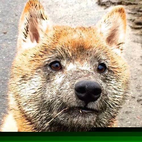 英超豪门争霸:冠军争夺激烈到最后一刻,英超豪门俱乐部