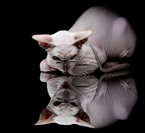 乐鱼官网-跳水赛场波兰展现高难动作实力，波兰跳水队