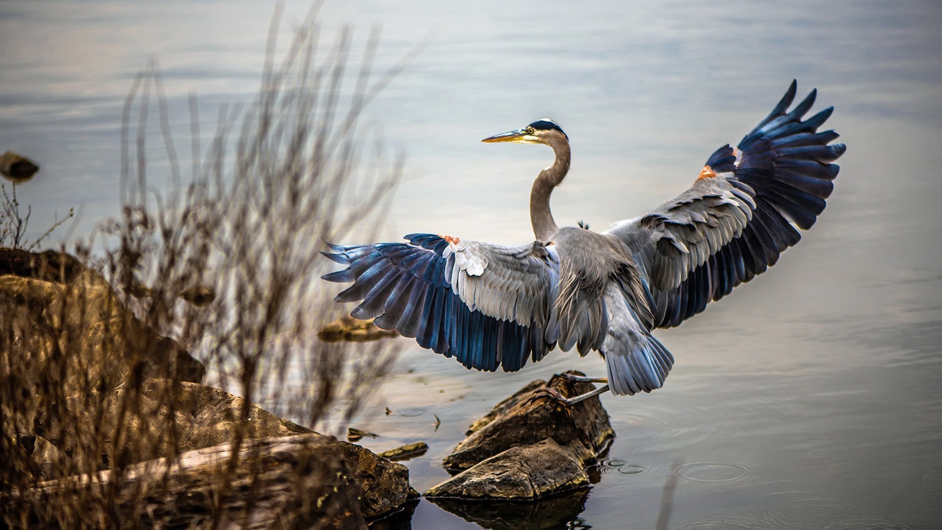 乐鱼电竞-跳水赛场荷兰完成高难动作，荷兰女子跳高
